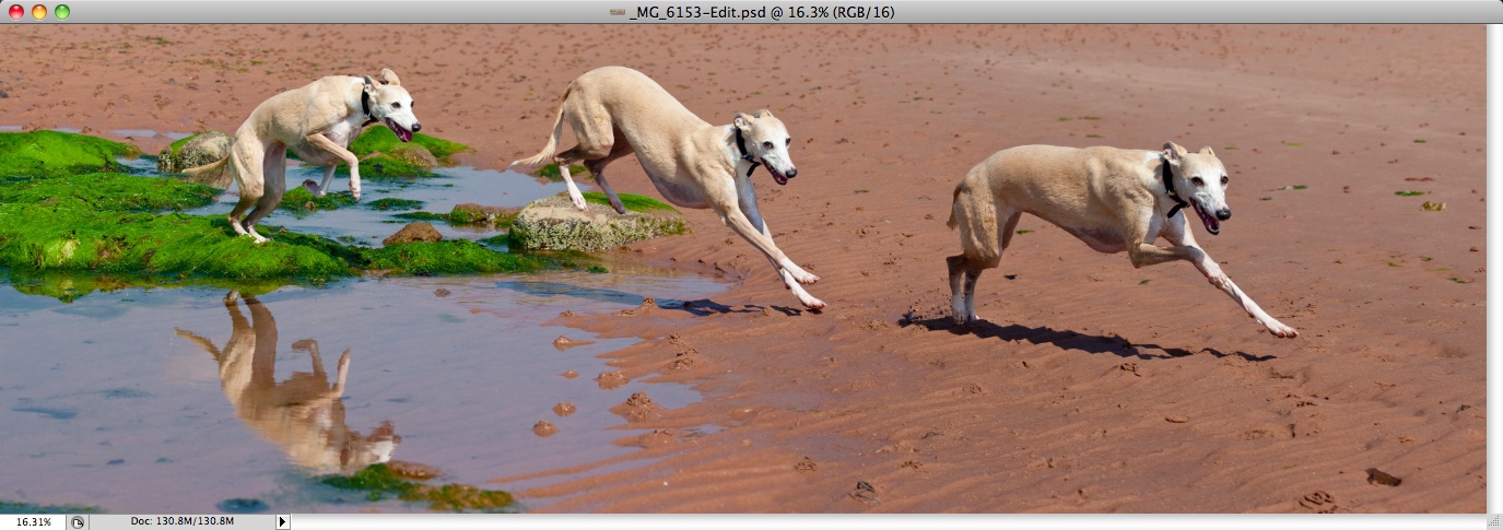 whippet-triplets-10