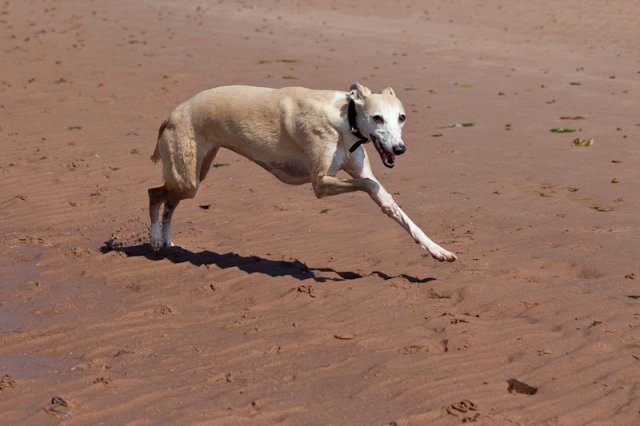 whippet-triplets-4