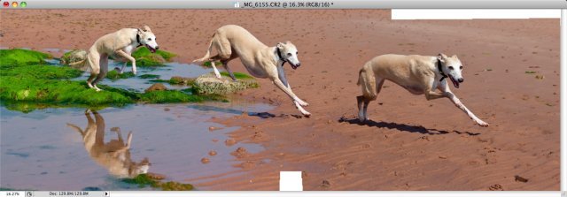 whippet-triplets-7