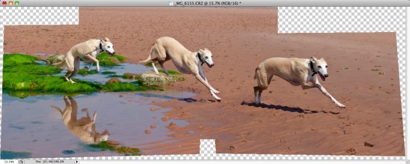 whippet-triplets-6