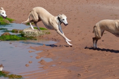 whippet-triplets-1
