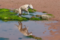 whippet-triplets-2