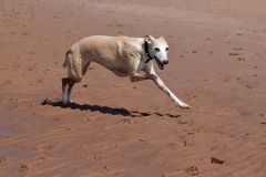 whippet-triplets-4