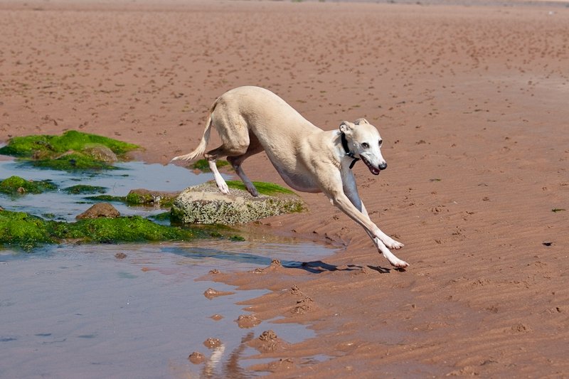 whippet-triplets-3