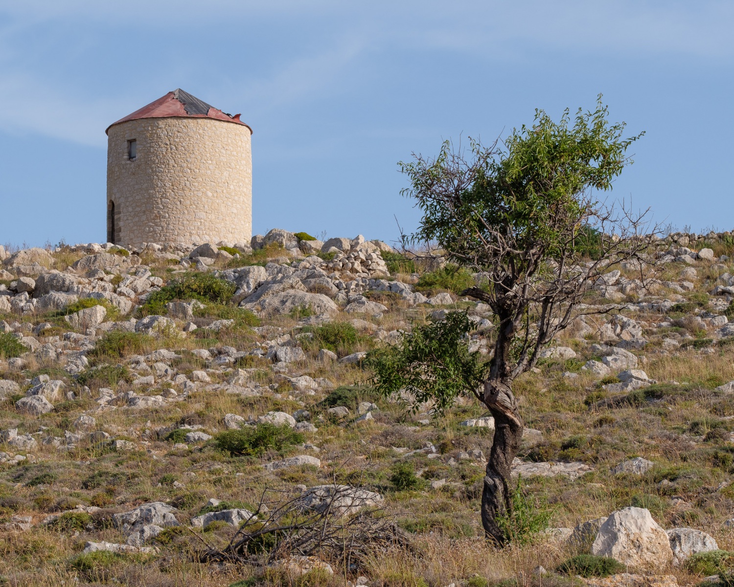 Windmill and gnarly tree